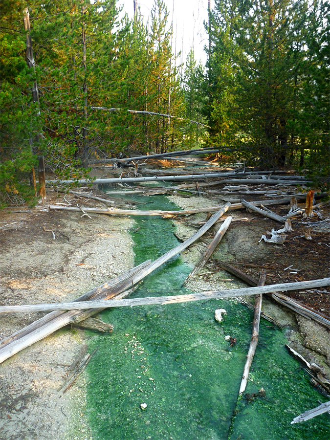 Fallen trees