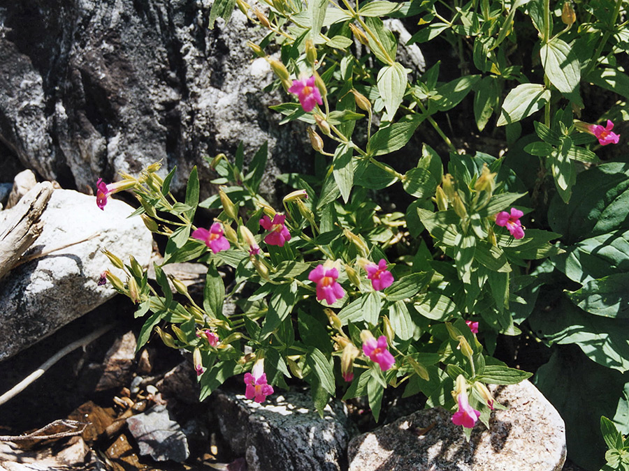 Lewis monkeyflower