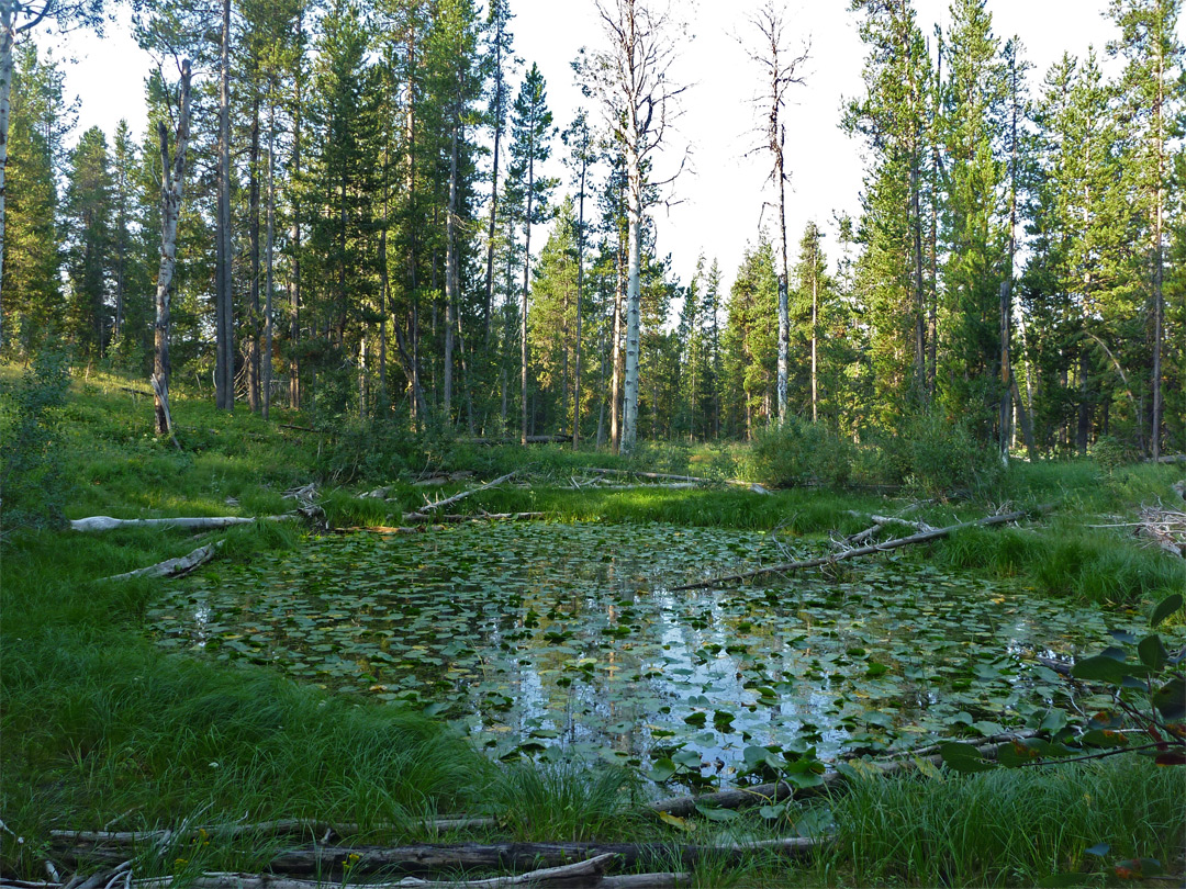 Lily-pad pond