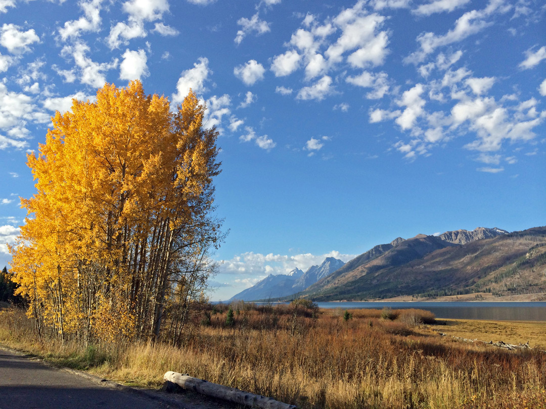 Aspen in the fall