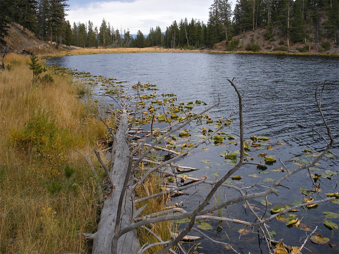 Lily pads at the edge of Lost Lake