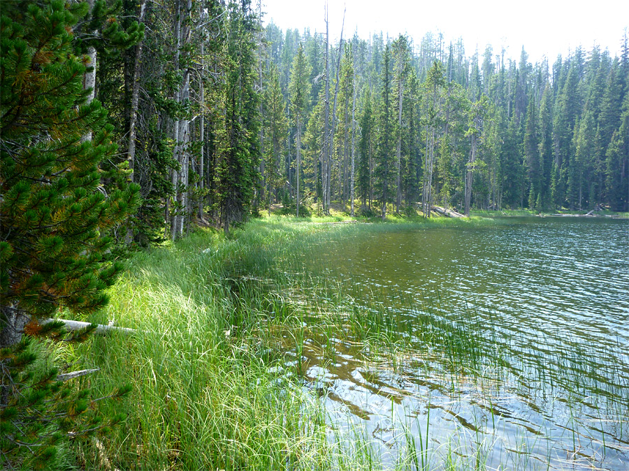 Grass by the lake