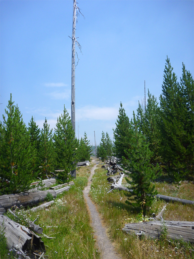 Straight section of the path