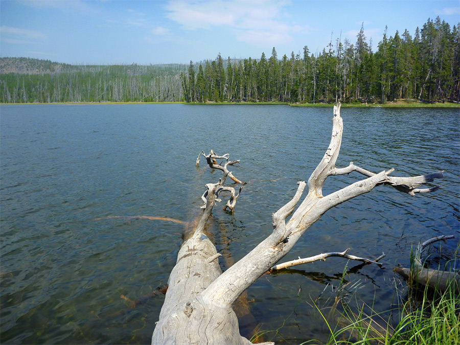 Fallen tree