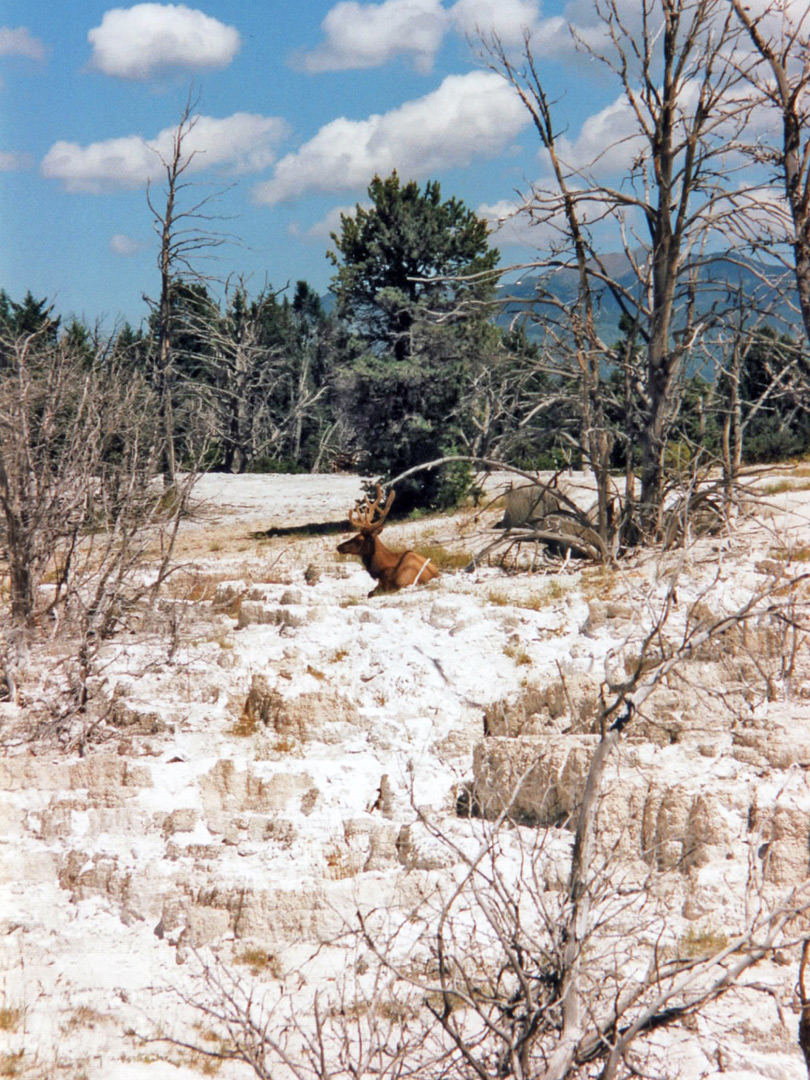 Elk on Main Terrace