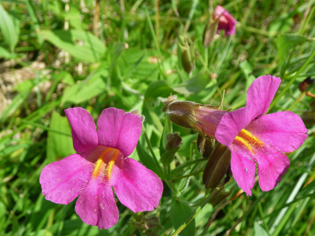 Lewis monkeyflowers