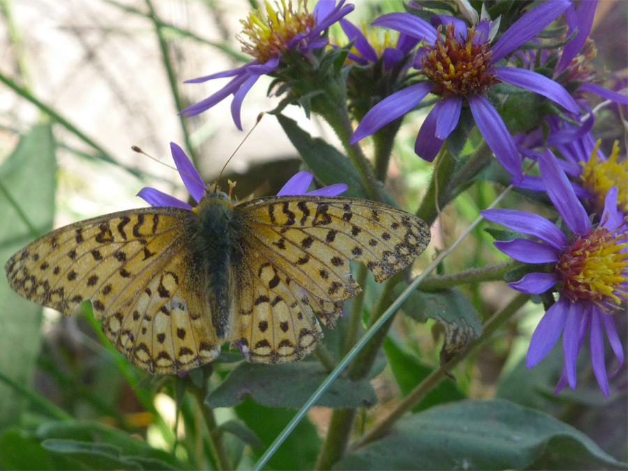 Butterfly on aster flower