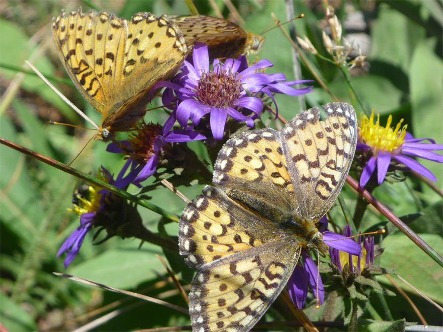 Three butterflies