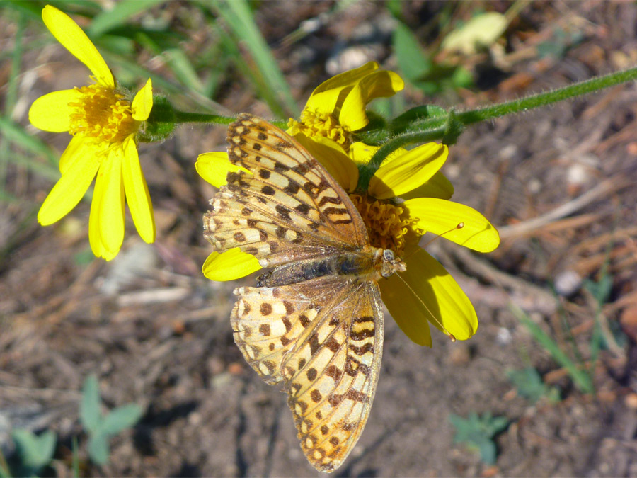 Butterfly on arnica flower