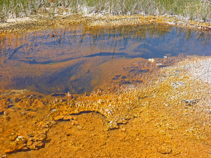 Algae mats beside a pool