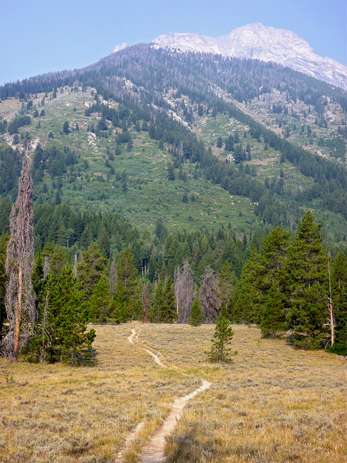 Trail across a meadow
