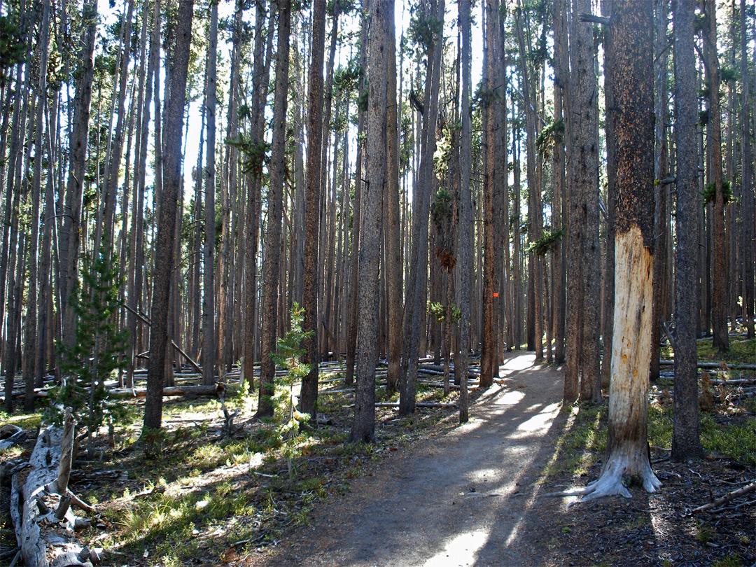 Trees along the path