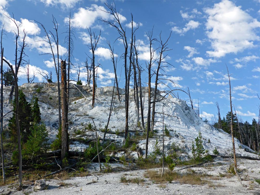 Trees at New Highland Terrace