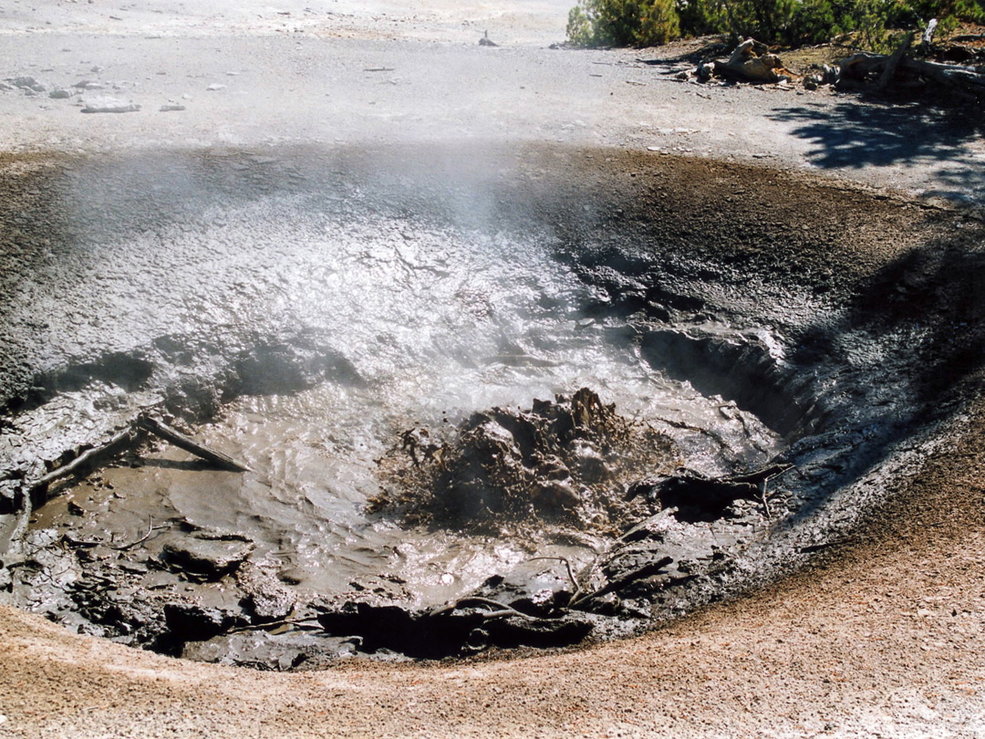 Tangled Root Spring