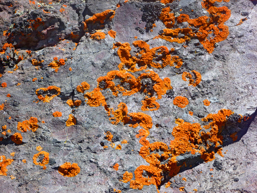 Orange lichen