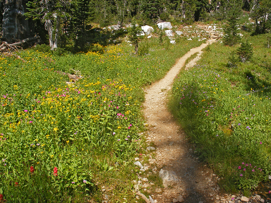 Flowers beside the path