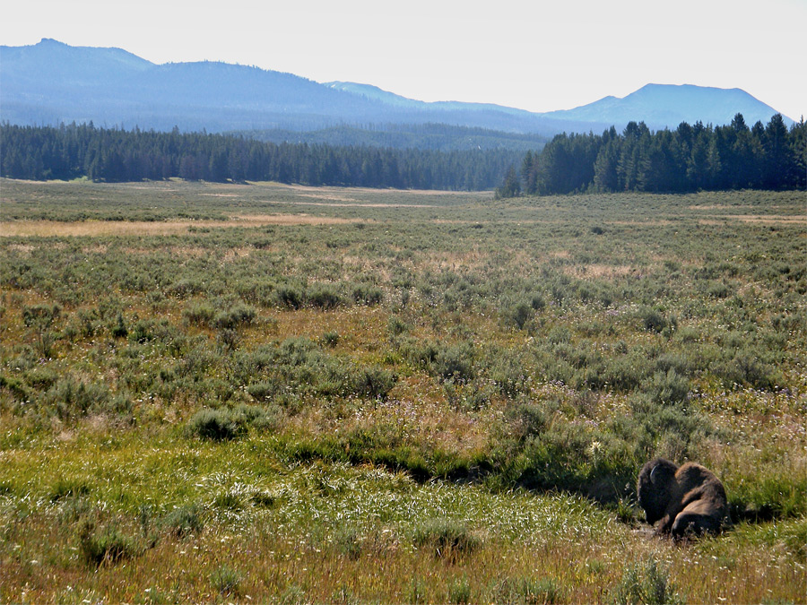 Bison in Pelican Valley