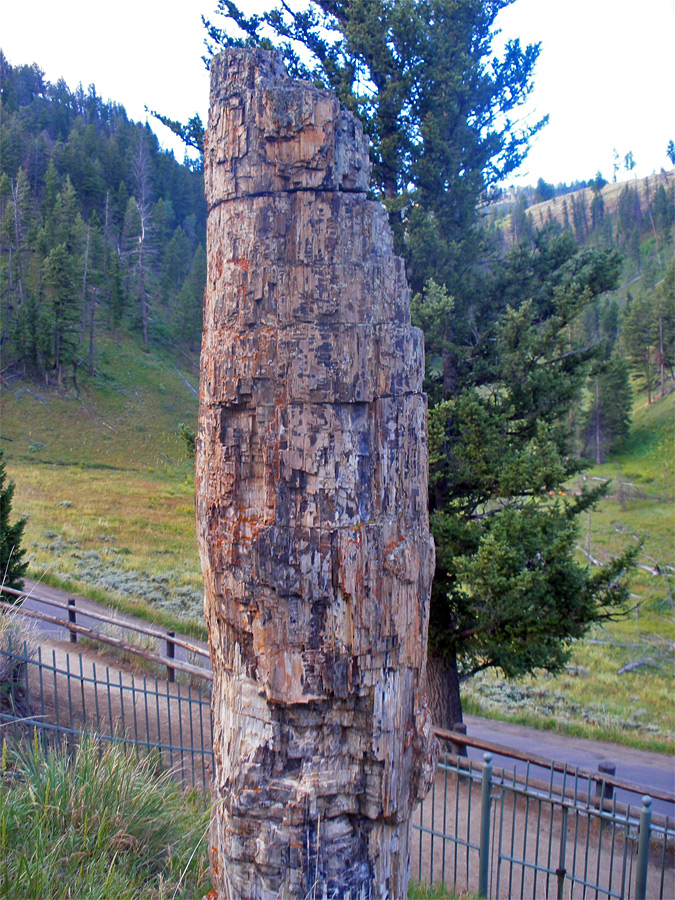 Petrified tree