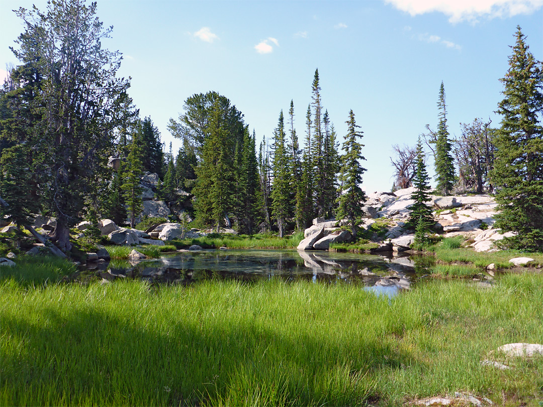 Grassy pond