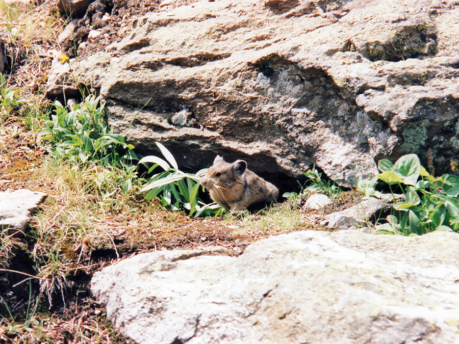 Pika building a nest