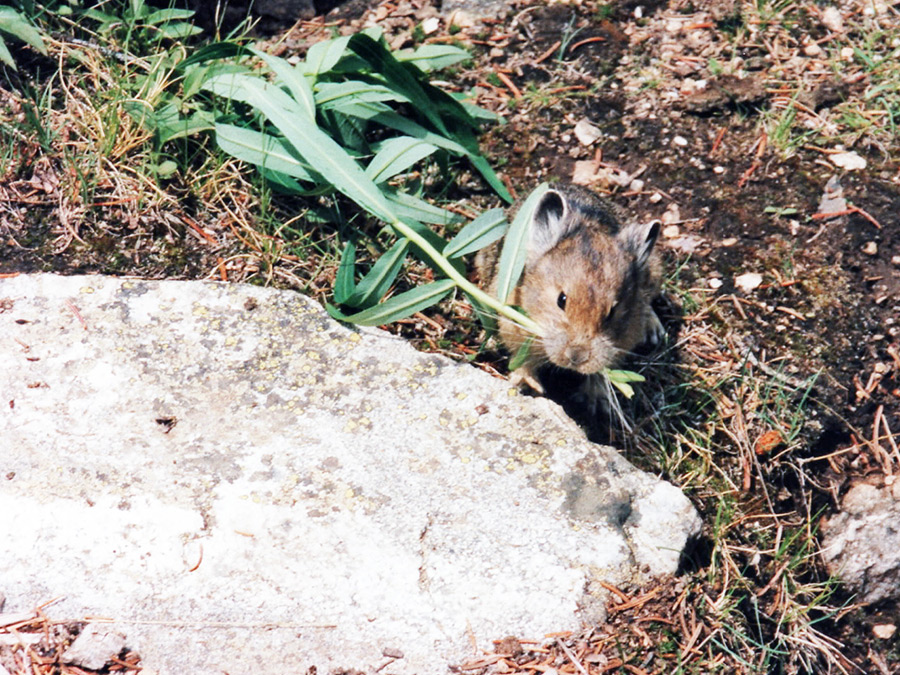 Pika holding a stalk