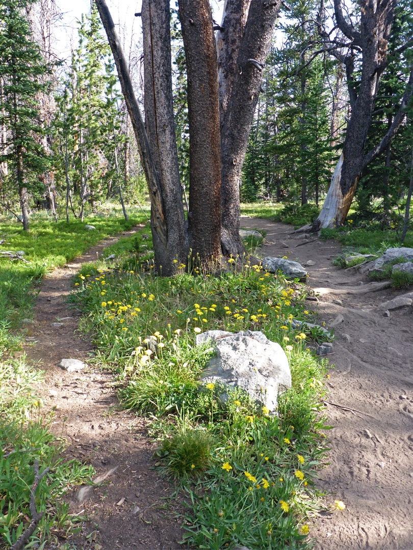 Yellow flowers