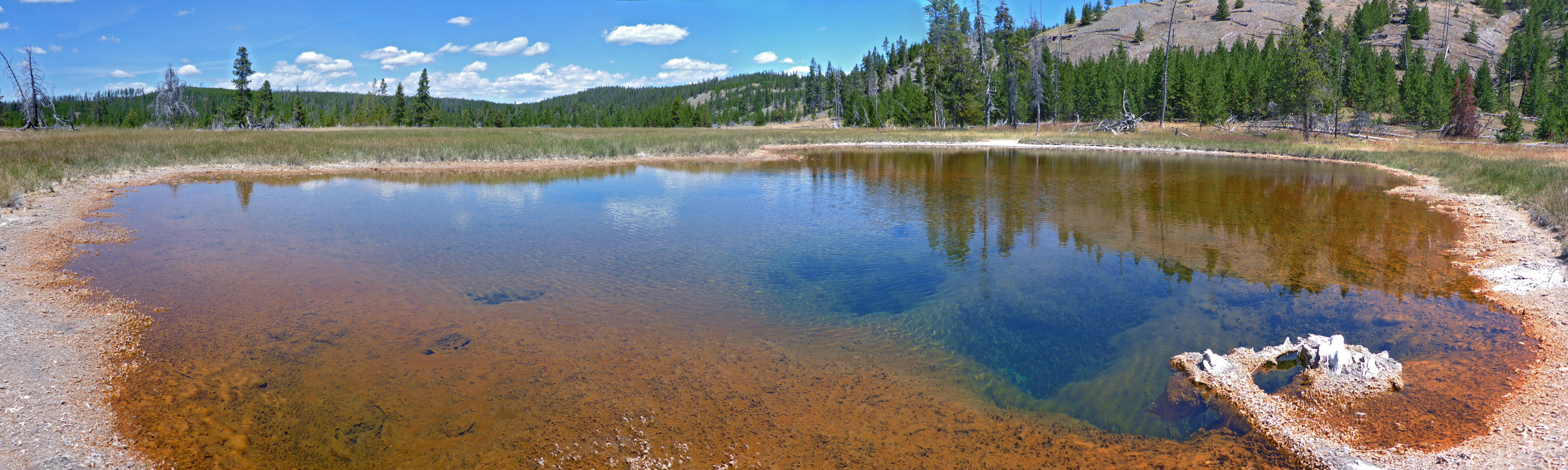 Big pool with brown algae