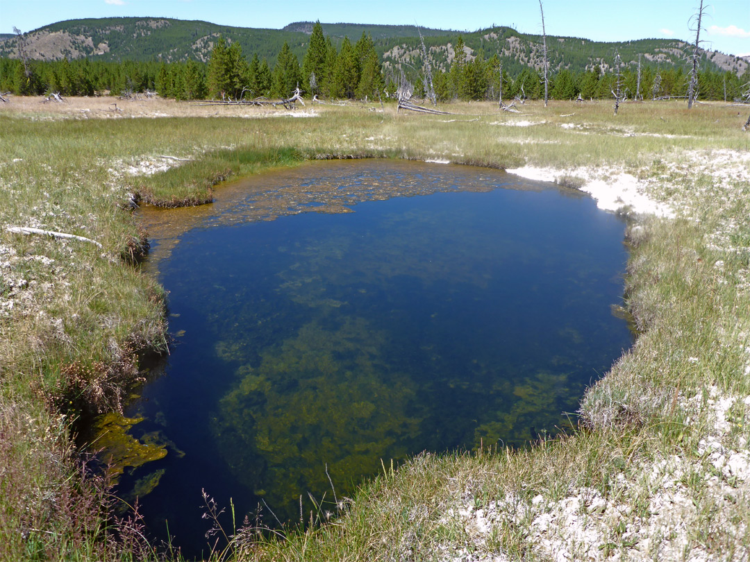 Algae-covered pool