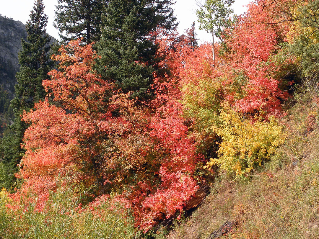 Red and yellow leaves