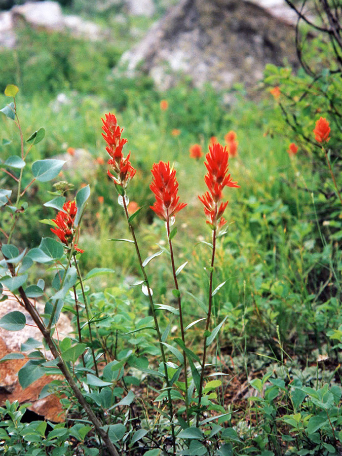 Red paintbrush