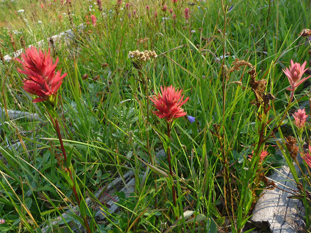 Paintbrush flowers