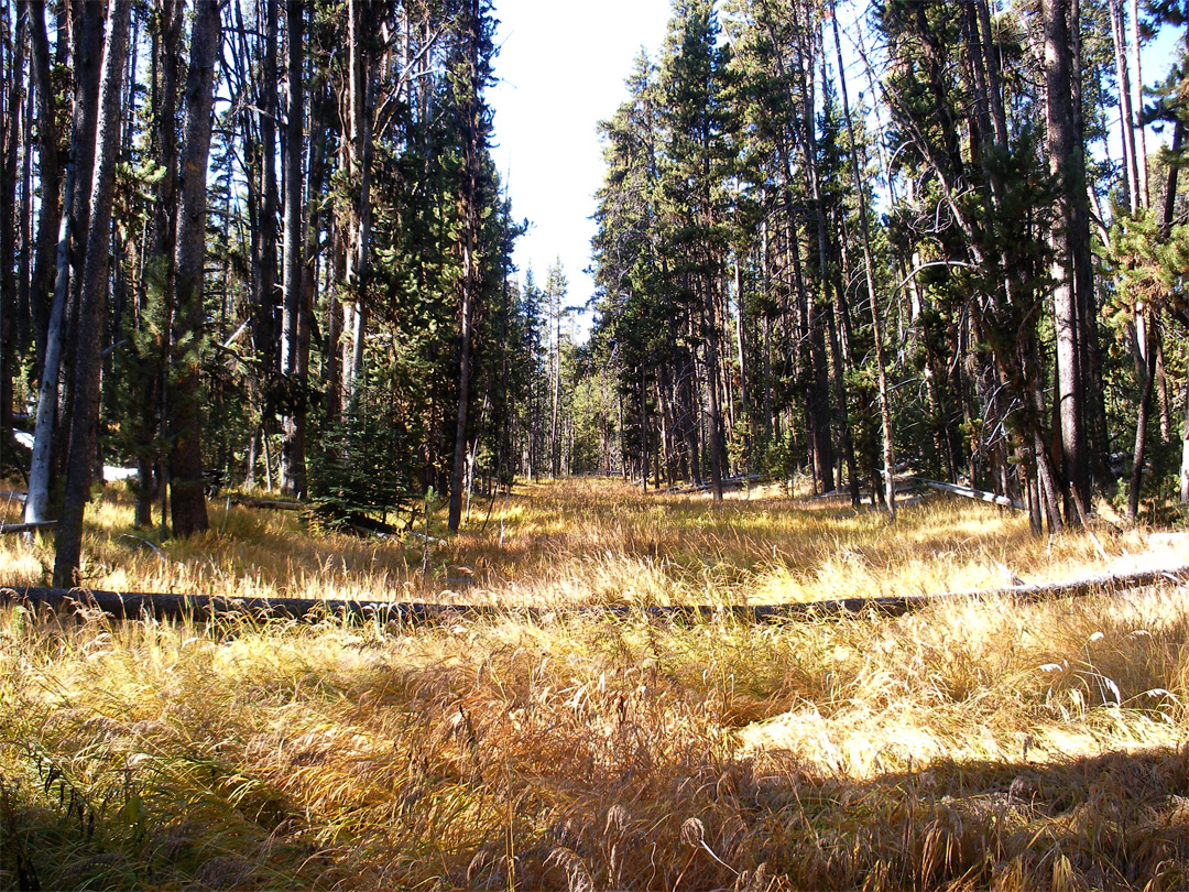 Meadow near Ribbon Lake