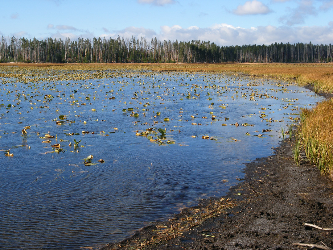 Lilies on the water