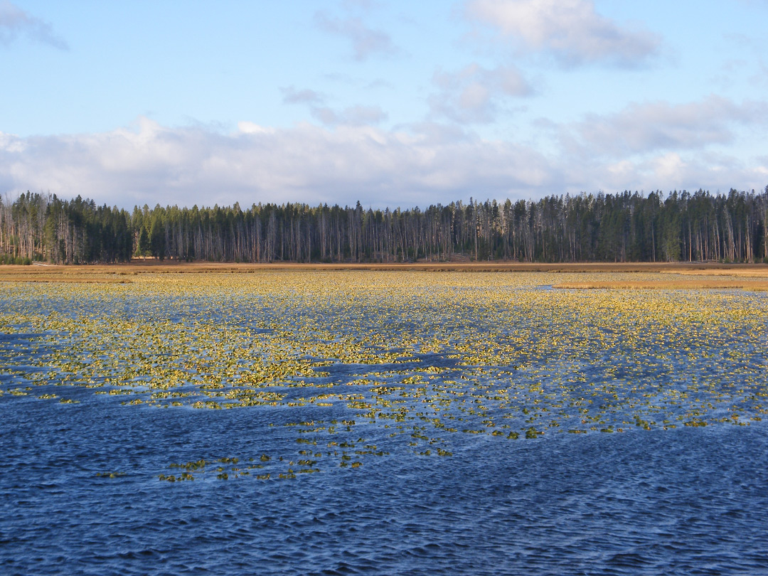 North edge of Riddle Lake