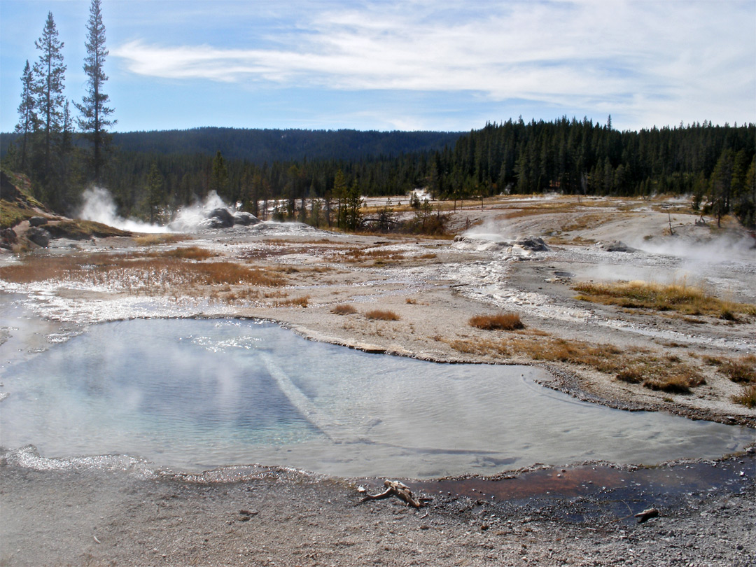 Rosette Spring