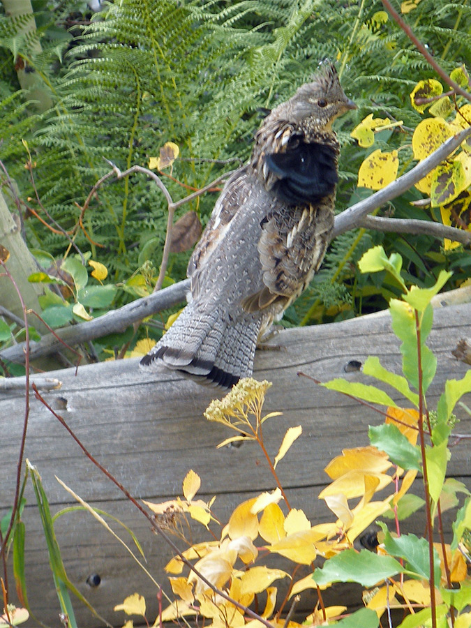 Ruffled grouse