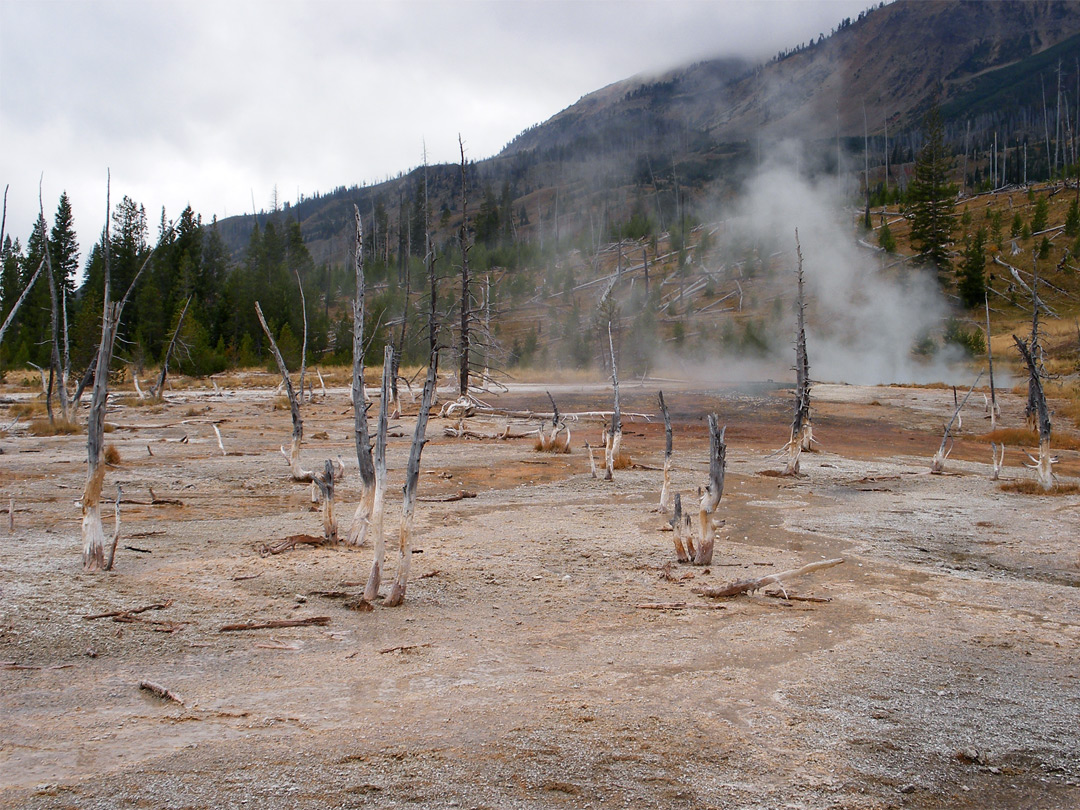 Dead trees near Heart Lake