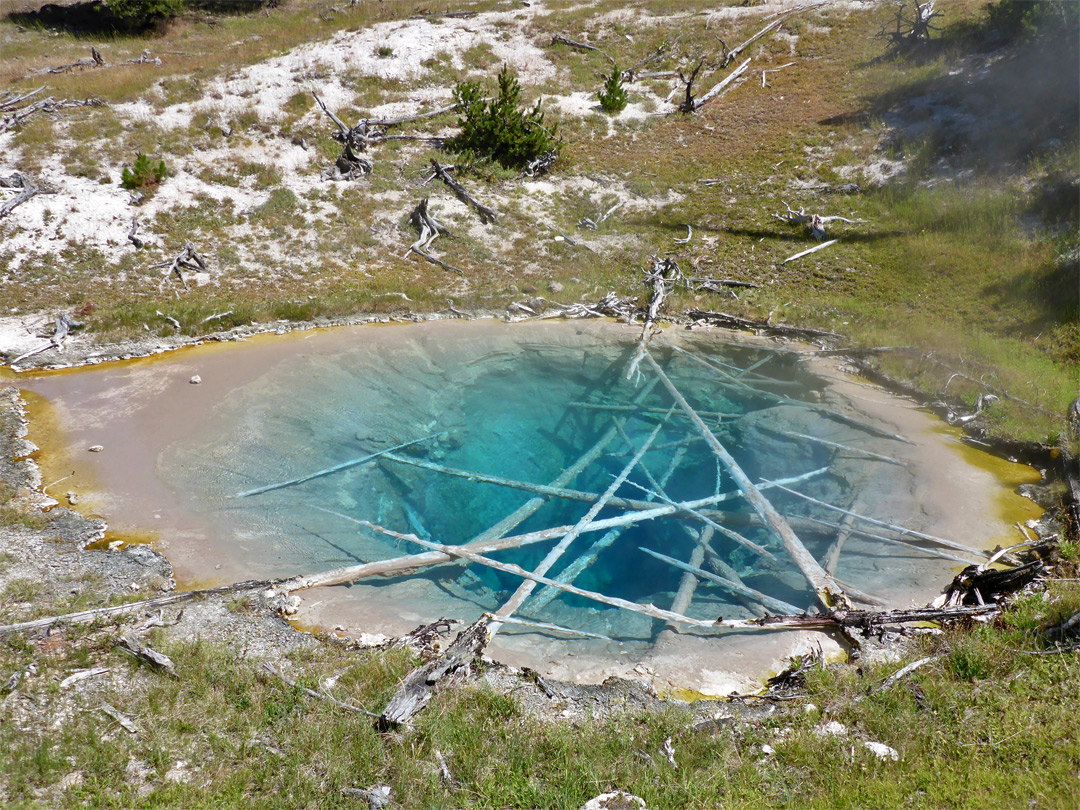 Scaffold Spring