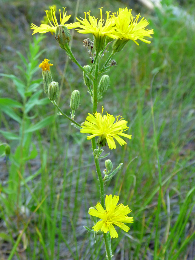 Scouler's hawkweed