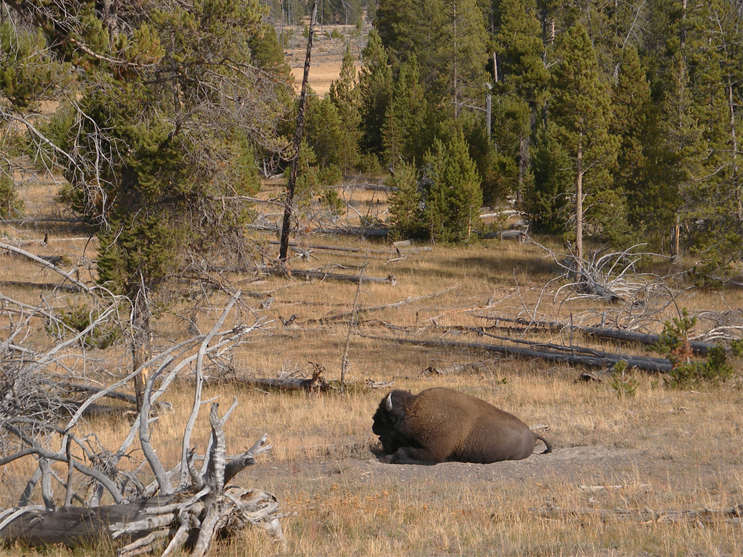 Bison