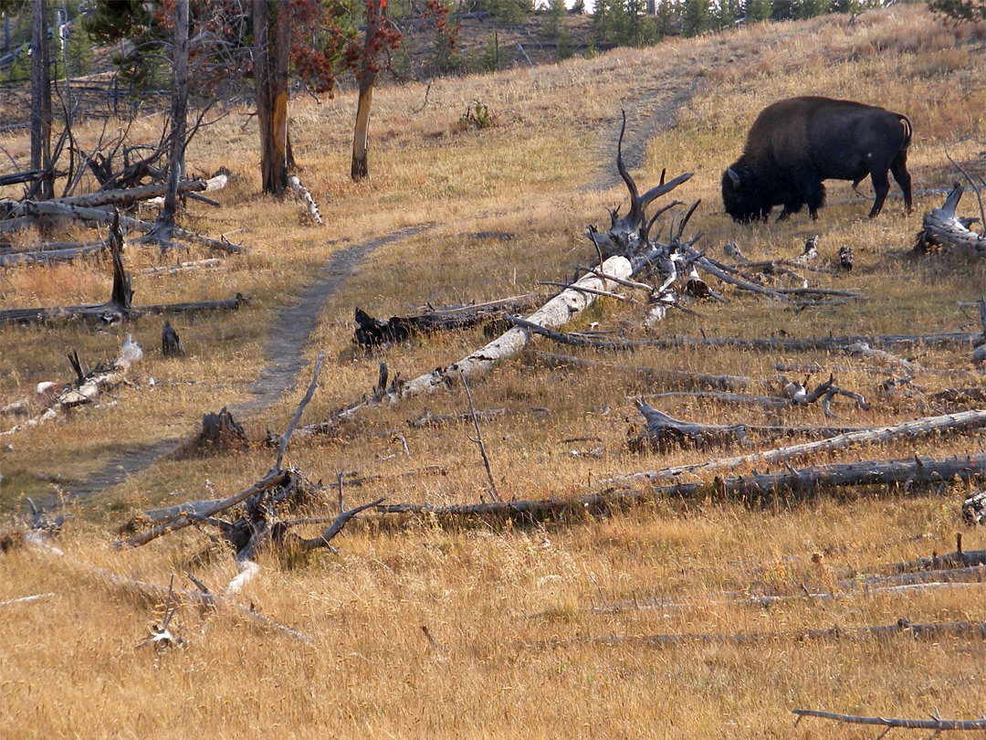 Bison next to the path