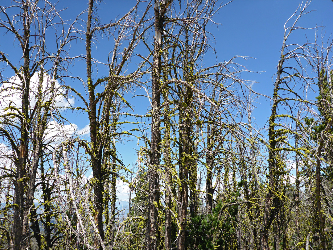 Mossy branches