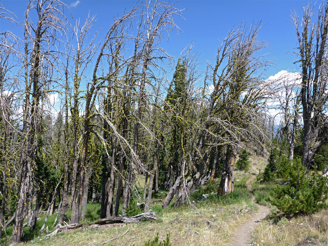 Path near the summit