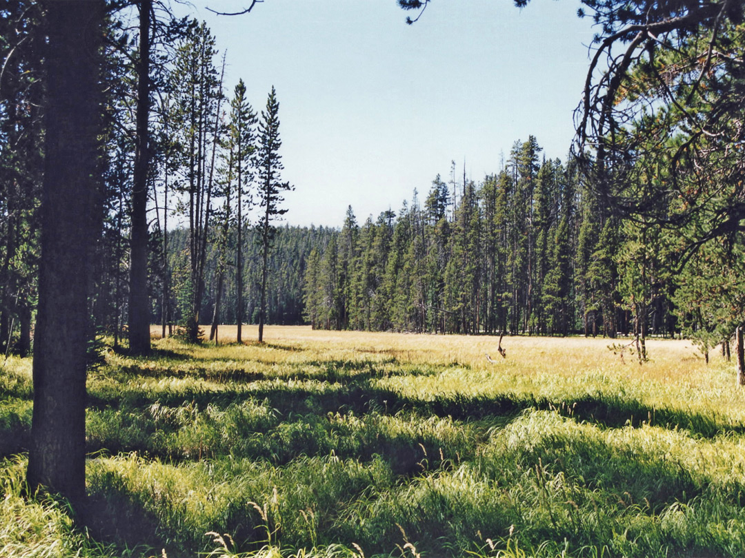 Meadow along the trail