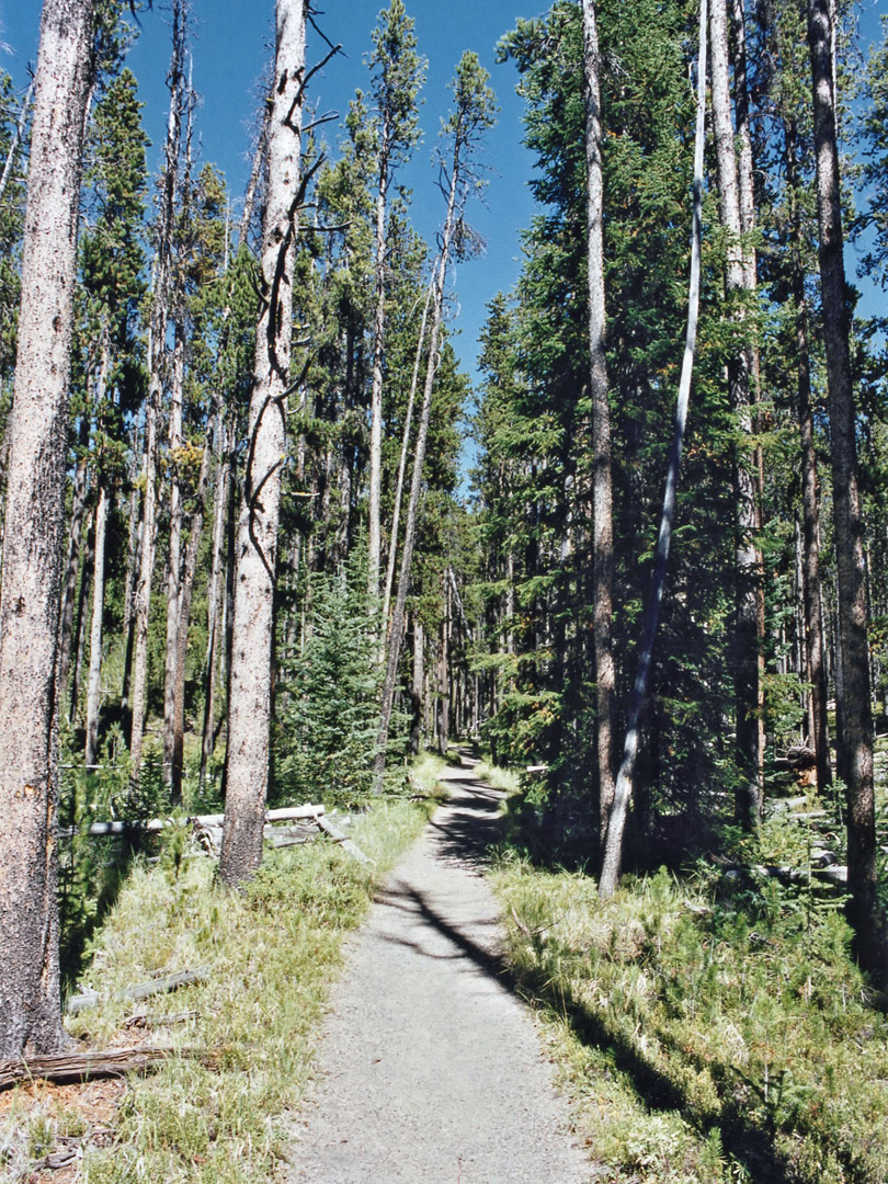 Path through the woods