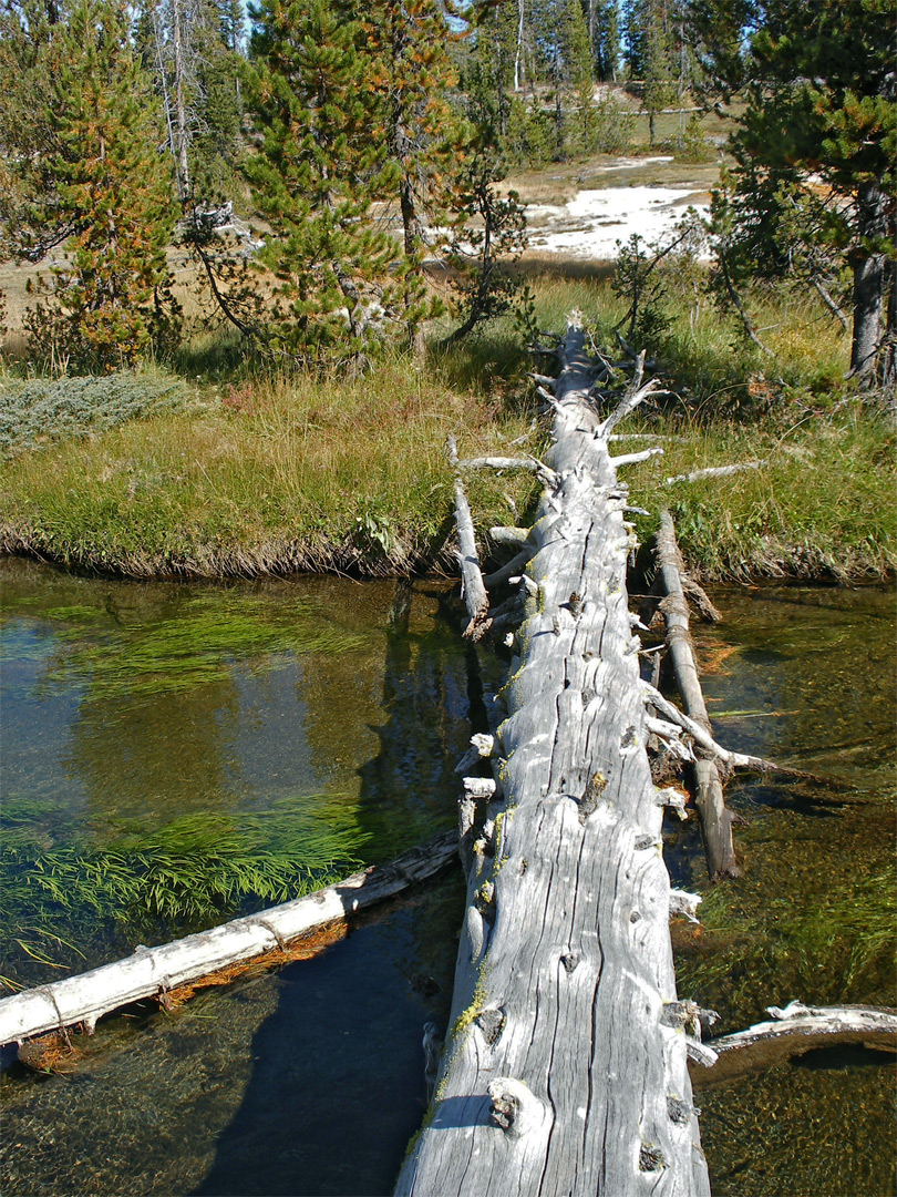 Tree across Shoshone Creek