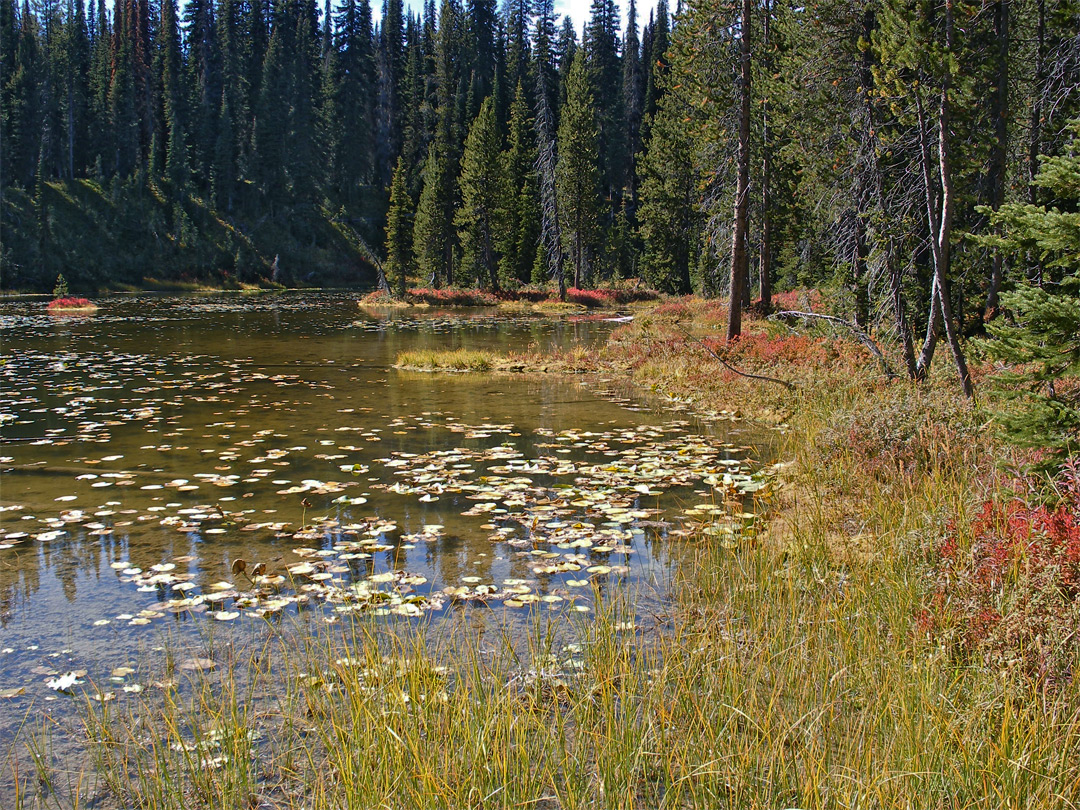 Pond in the woods