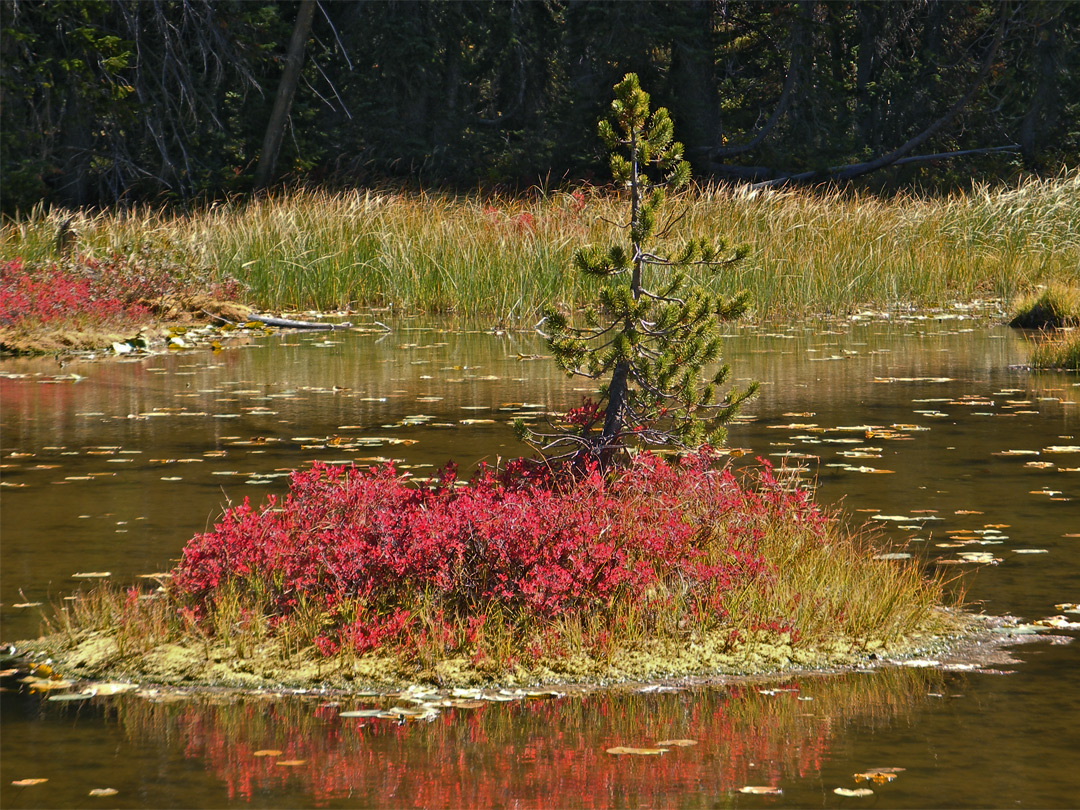 Tree in the pond