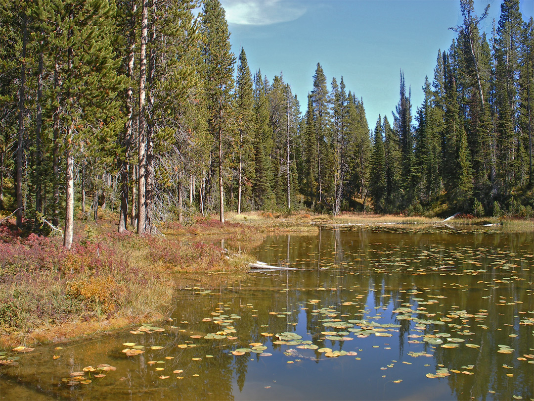 Lilies on the pond