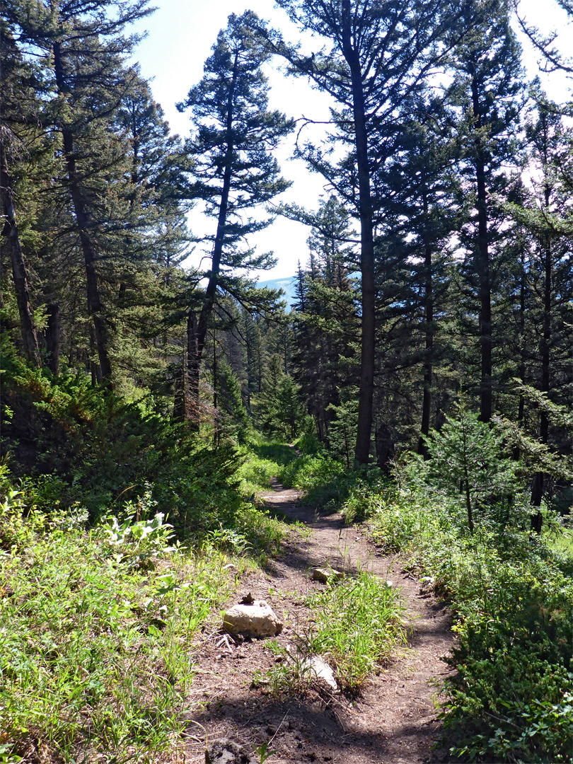 Forest near Snow Pass